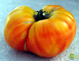 Томат Золотой Ананас (Golden Pineapple) купить