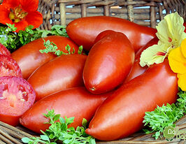 Томат Красная Сосиска купить