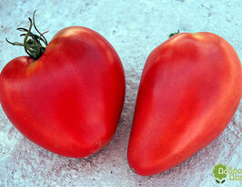 Томат Сердцевидный купить