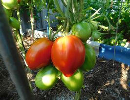 Томат Завтрак Эмира купить