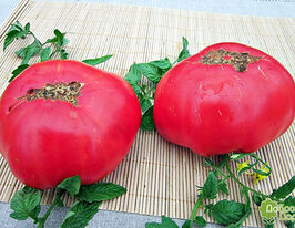 Томат Церквакупити