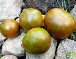 Томат Черная Зебра (Black Zebra) купить