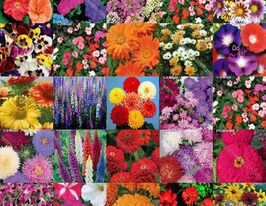 Набір насіння Добродарчик Міні Квітикупити