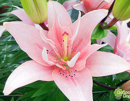 Лілія махрова Елоді (Elodie)купити