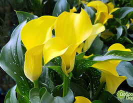 Калла Блек Меджик (Black Magic)купити