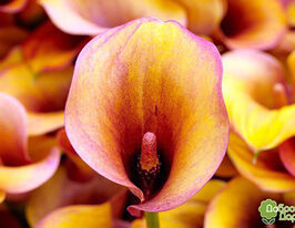 Калла Хот Шот (Hot Shot)купити