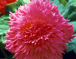 Бегония Фимбриата Розовая (Fimbriata Pink) купить