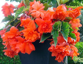 Бегония Пендула Оранжевая (Pendula Orange) купить