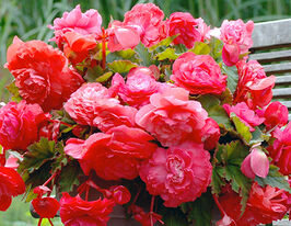 Бегония Пендула Розовая (Pendula Pink) купить