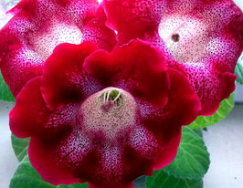 Глоксинія Тигрова Червона (Tigre Rood)купити