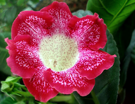 Глоксиния Тигровая Красная (Tigre Rood) купить