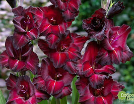 Гладиолус Блэк Си (Black Sea) купить