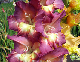 Гладиолус Босанова (Bossa Nova) купить