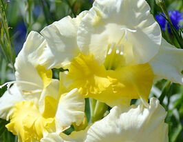 Гладиолус Багги (Buggy) купить