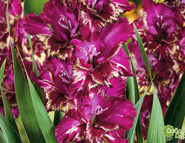 Гладиолус Колор Клаб (Color Club) купить