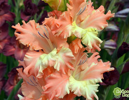 Гладиолус Фриззлд Корал Лейс (Frizzled Coral Lace) купить