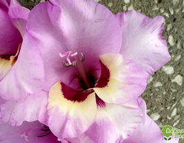 Гладиолус Фанни Фикшн (Funny Fiction) купить