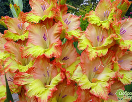 Гладиолус Джоенна (Joenna) купить