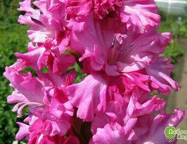 Гладиолус Пинк Пэррот (Pink Parrot) купить