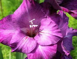 Гладиолус Перпл Флора (Purple Flora) купить