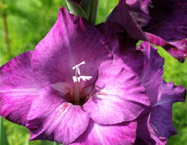 Гладиолус Перпл Флора (Purple Flora) купить