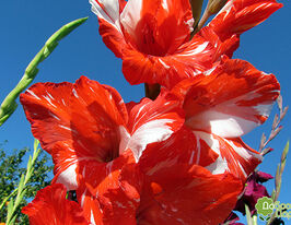 Гладиолус Зизани (Zizanie) купить