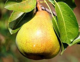 Груша Рикс купить