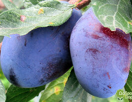 Слива Емпресс (Empress)купити