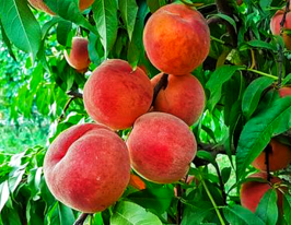 Персик Флеминг Фьюри купить