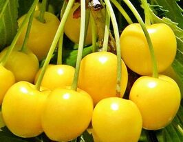 Черешня Дачницякупити