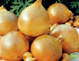 Лук Шекспир купить