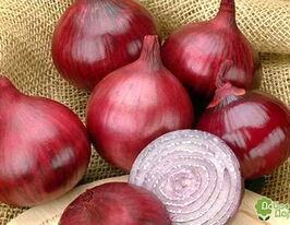 Лук Кармен (Karmen) купить