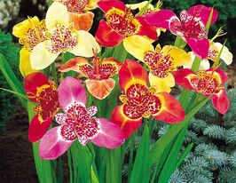 Тигридія Суміш (Tigridia Mix)купити