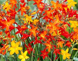 Крокосмия смесь (Crocosmia Mix) купить