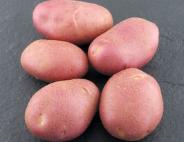 Картофель Мемфис (Memphis) купить