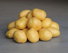 Картофель Констанс купить