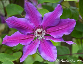 Клематис Акаиши (Akaishi) купить