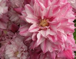 Клематис Патрисия Энн Фретвелл купить