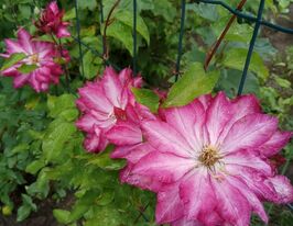 Клематис Кайен (Kaen) купить