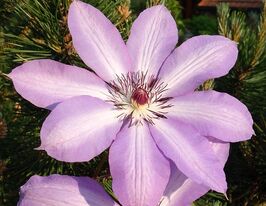 Клематис Серафина (Serafina) купить