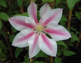 Клематис Андромеда (Andromeda) купить