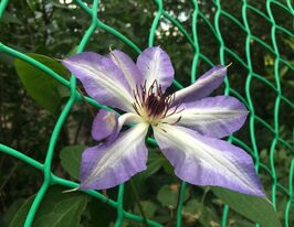 Клематис Мисао (Misayo) купить