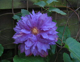 Клематис Вивьен Пеннелл (Vyvyan Pennell) купить