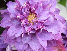 Клематис Вивьен Пеннелл (Vyvyan Pennell) купить