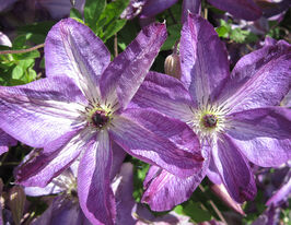 Клематис Веноза Віолацеа (Venosa Violacea)купити