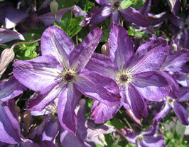 Клематис Веноза Виолацеа (Venosa Violacea) купить