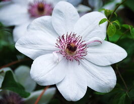 Клематис Королева Ядвига (Krolowa Jadwiga) купить