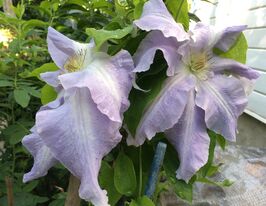 Клематис Лех Валенса (Lech Wałęsa) купить