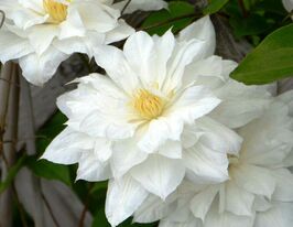 Клематис Исаго (Isago) купить