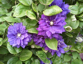 Клематис Бьюти оф Вочестер (Beauty of Worcester) купить